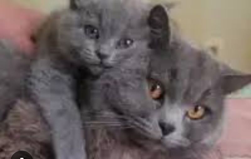 Британские котята. Британские котята.