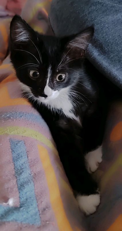 продается котенок домашний