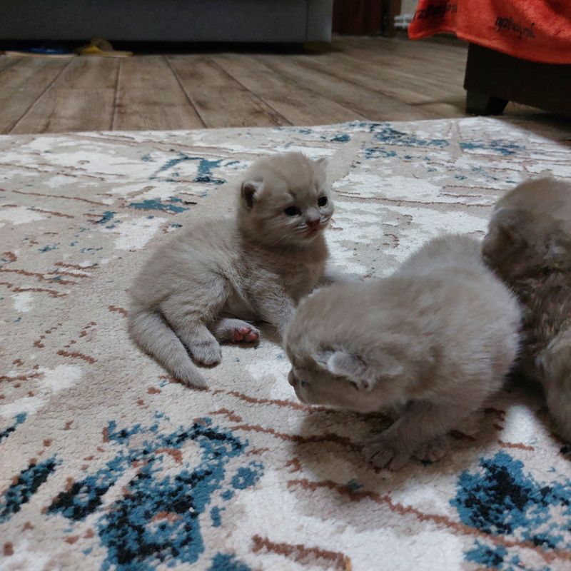 Котята шатландской пароды к продаже через 2 недели
