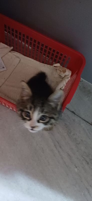 Котенок даром отдам Котенок даром отдам