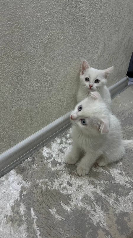 Turetskiy angora prlifkala ogan sog'lom 3 oylik