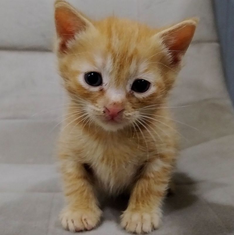 Котенок в хорошие руки Котенок в хорошие руки