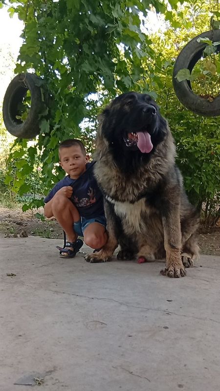 Кобель кавказкой овчарки приглашает дам на вязку