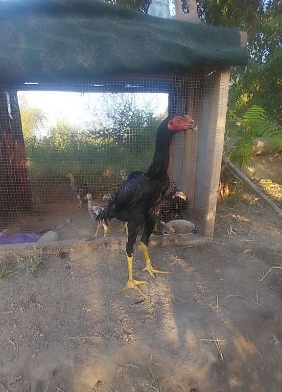 Sotiladi tez va arzon narxda