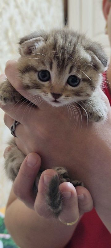 Котята Скотиш фолд и страйт 45 дней. Котята Скотиш фолд и страйт 45 дней.