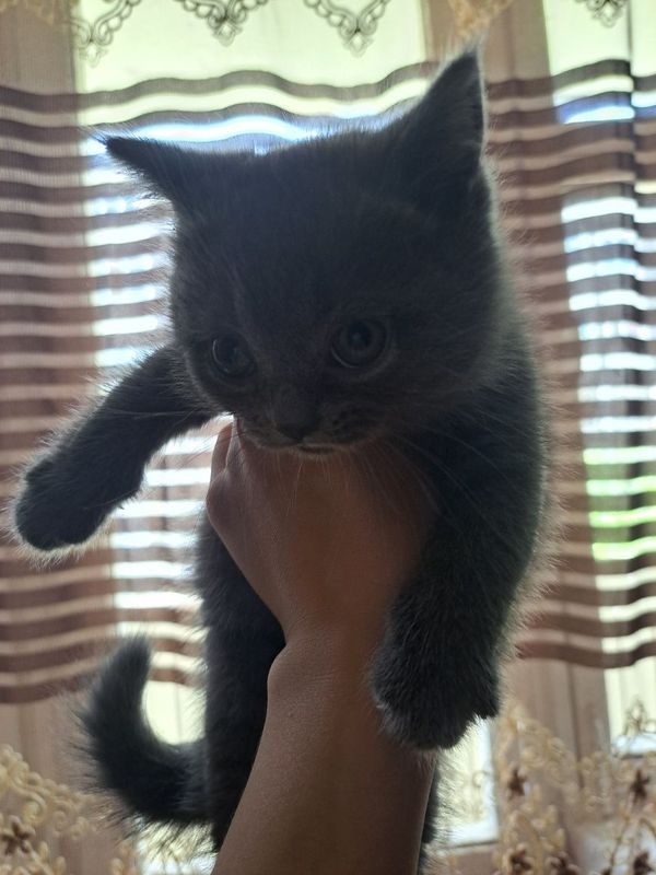 Котята Скотиш Страйт Котята Скотиш Страйт