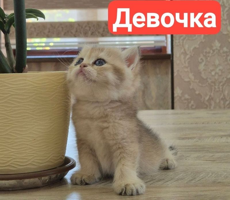 Золотистый британ