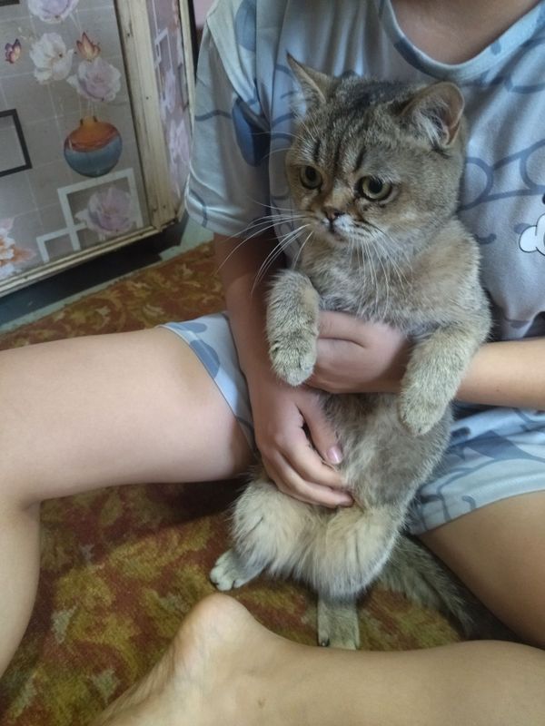 Продаётся кошка породистая Продаётся кошка породистая