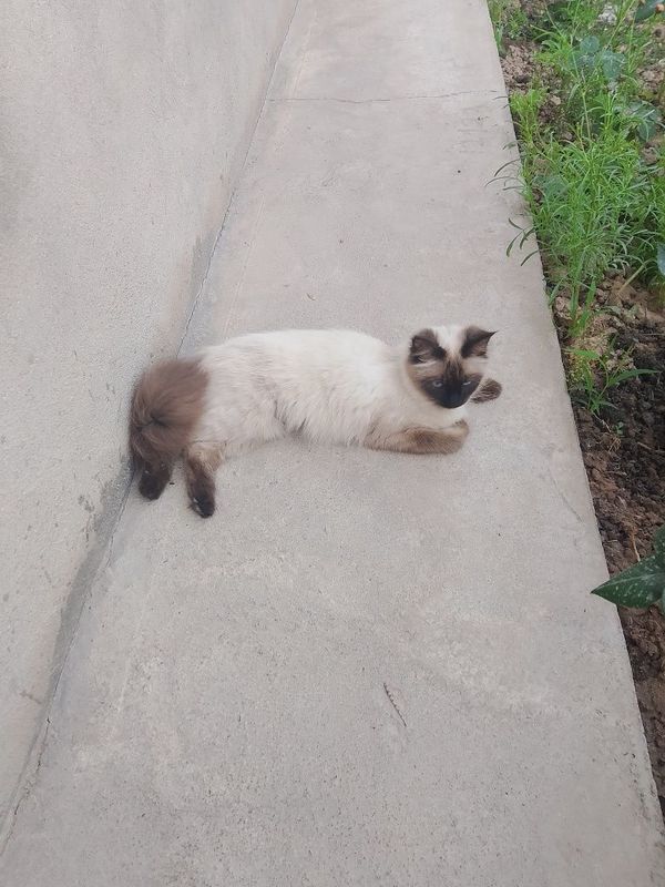 Mushuk uzbekiston
