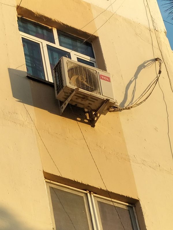 Kandisaner 12 Tcl Kandisaner 12 Tcl