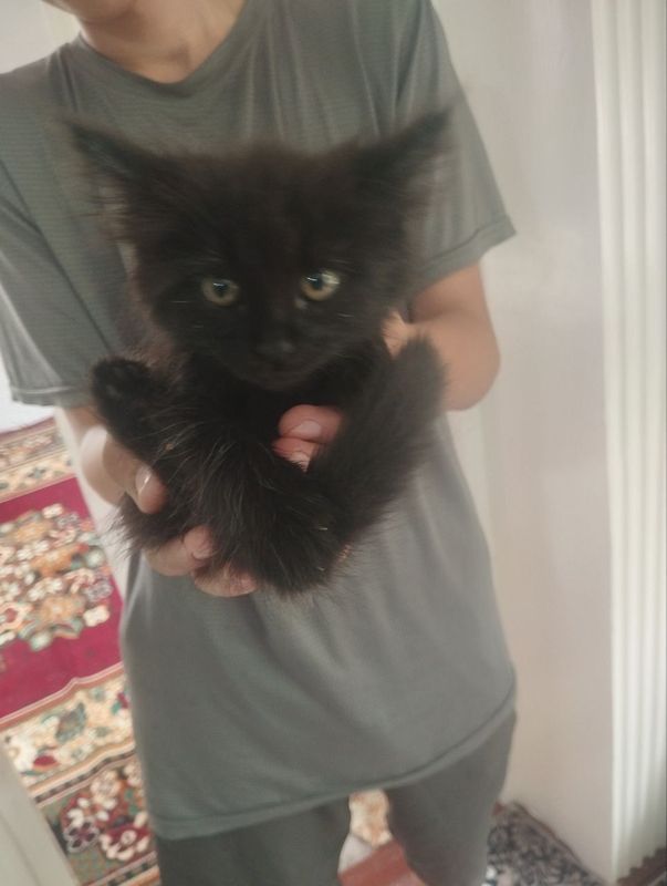 Котенок хорошие руки Котенок хорошие руки