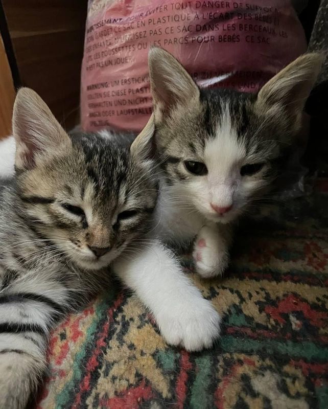 отдам котят в хорошие руки