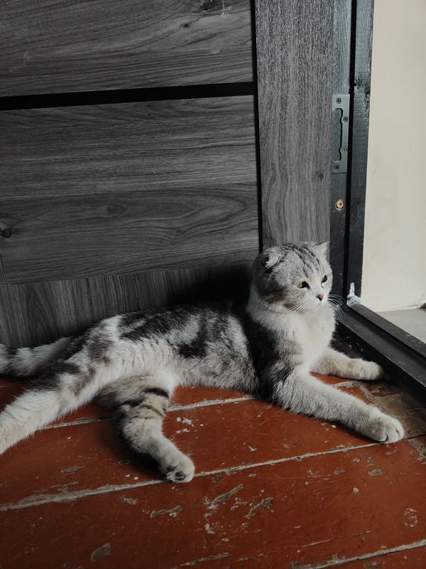 Скоттиш фолд пародали мушук Скоттиш фолд пародали мушук