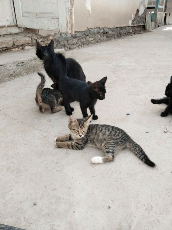 Mushiklar beriladi