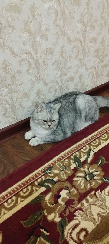 Серебристая шиншилла Серебристая шиншилла