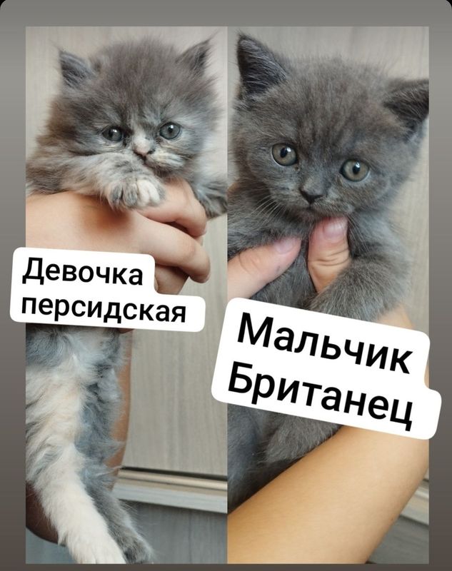 Продаются котята!