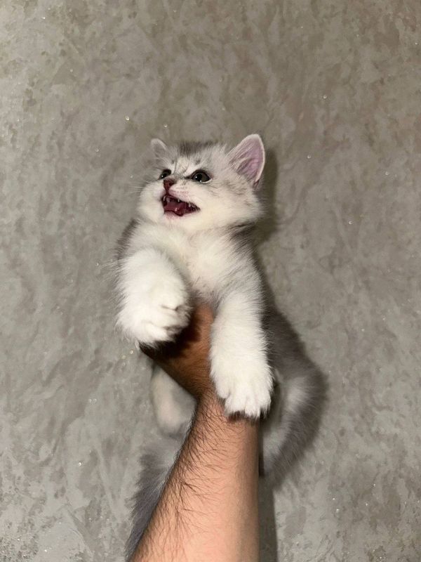 Котенок девочка породистая Silver shaded Persian