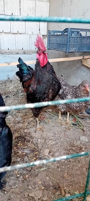 Qora tovuqlar sotiladi Qora tovuqlar sotiladi