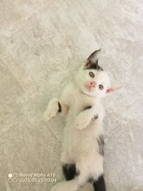 Felix parodali qiz bola mushugimiz Felix parodali qiz bola mushugimiz