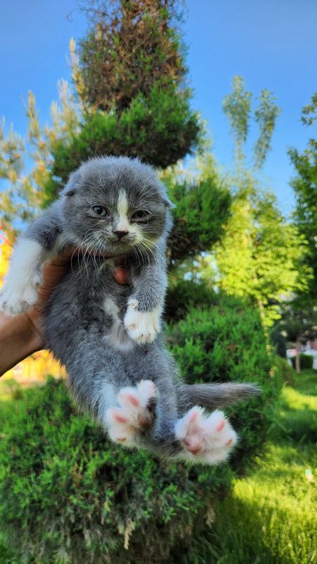 Scottish fold bicolor Scottish fold bicolor