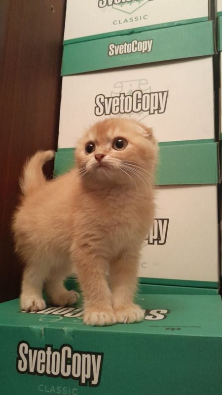 Золотистый шиншила у́ґил Золотистый шиншила у́ґил