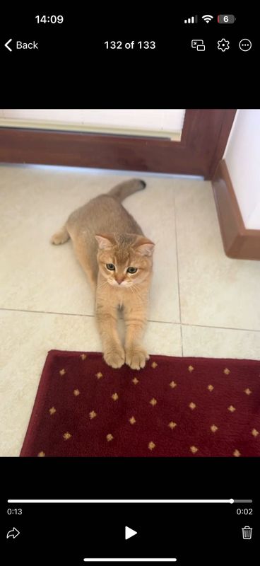 Британские Шиншиллы котята Британские Шиншиллы котята