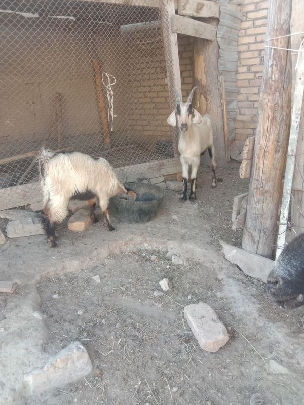 Ona bacha echkilar sotiladi Ona bacha echkilar sotiladi