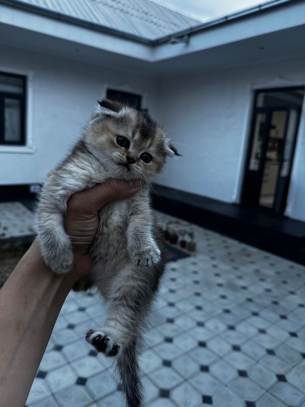 Шотландские котята Шотландские котята