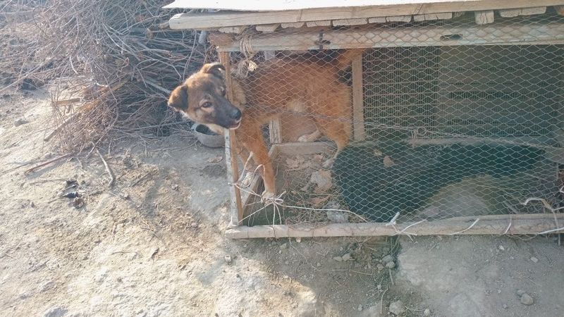 Kuchuk sotiladi narxi 300000 so'm Yana kelishamiz Buxoro tuman mevazor