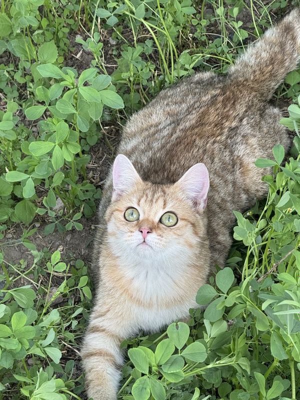 Британский шиншилла