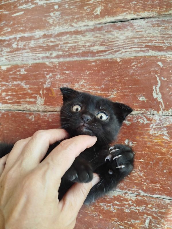 Породистые котята, 2 месяца