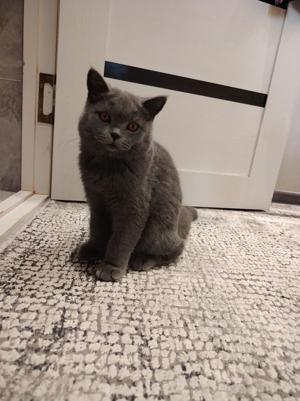 Scottish fold...