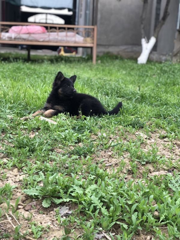 Afcarka nemes toza qon 4 oyli Afcarka nemes toza qon 4 oyli
