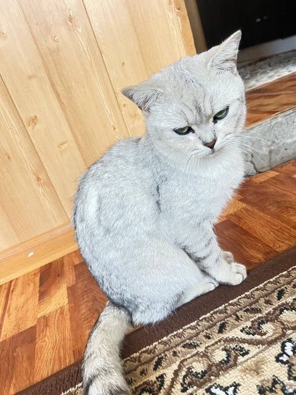 Мушуклар сотилади Мушуклар сотилади