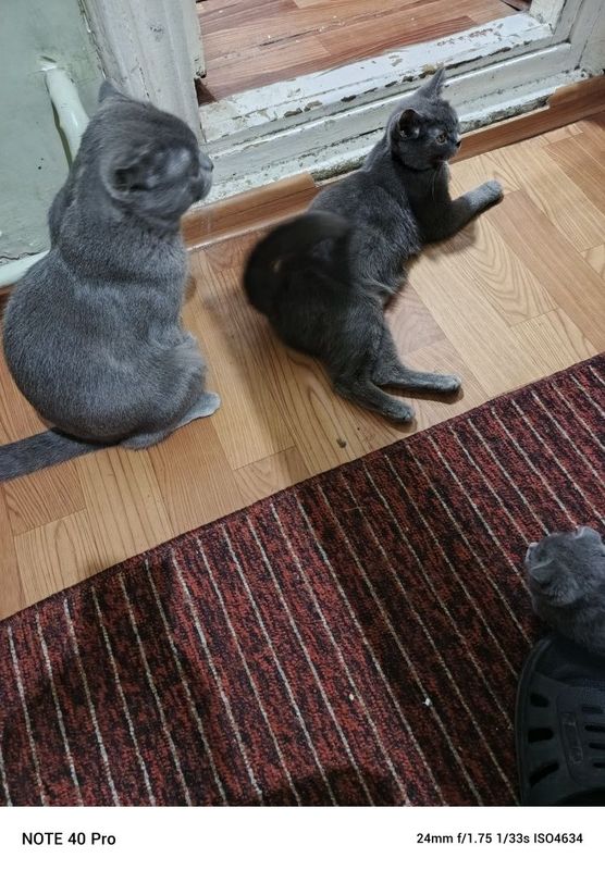 Кошки Фолд и Страйт