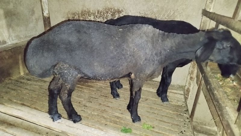 Srochna ona qoy sotladi qisr Srochna ona qoy sotladi qisr