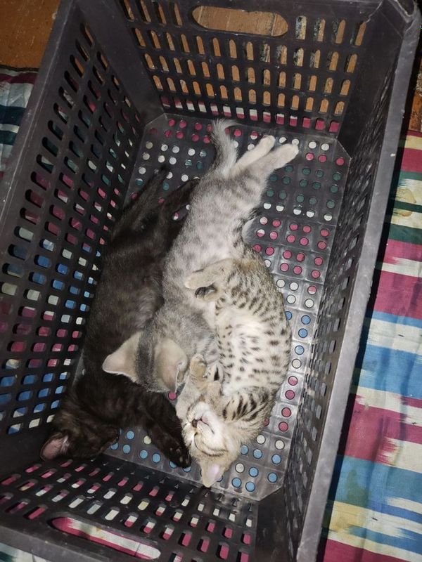 Котята кошки !!! Котята кошки !!!