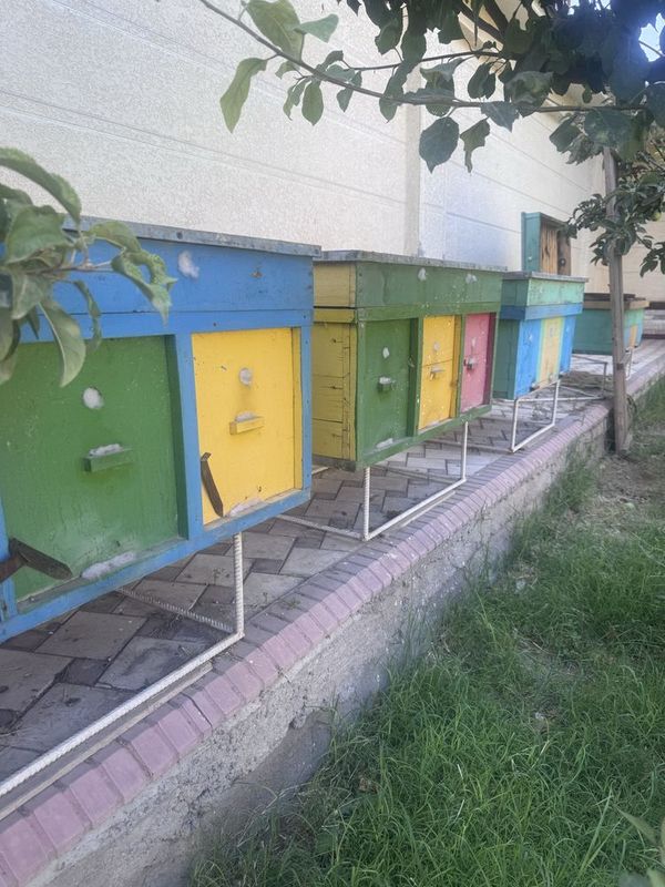 Asal ari inlari sotiladi Asal ari inlari sotiladi