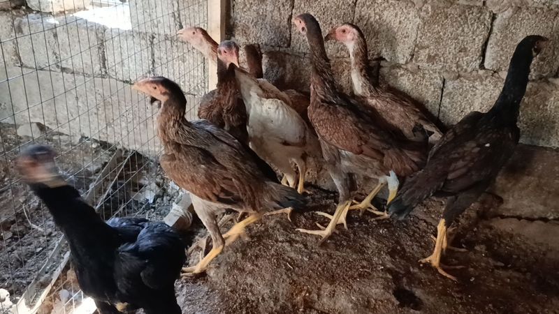 Дакан макиёнлар эртанги