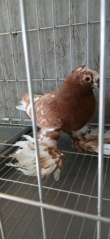 Чинни птинец молодой