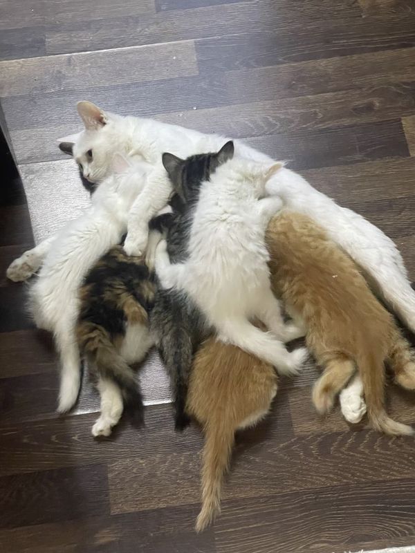Продаются породистые котята