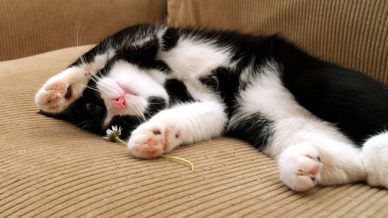 Котенок бесплатно Котенок бесплатно