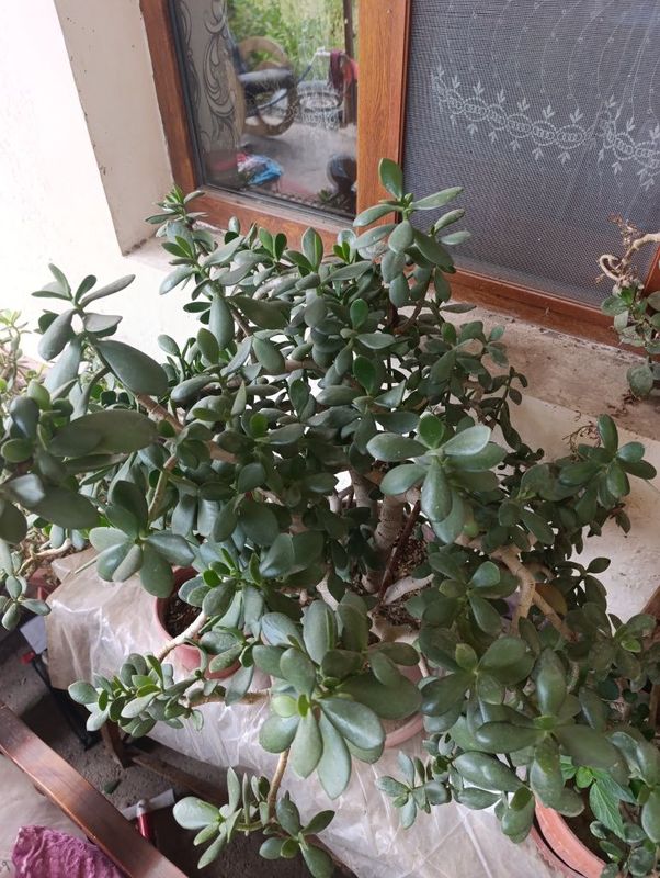 Gullar tuvakda 2 ta bor kelishamiz Gullar tuvakda 2 ta bor kelishamiz