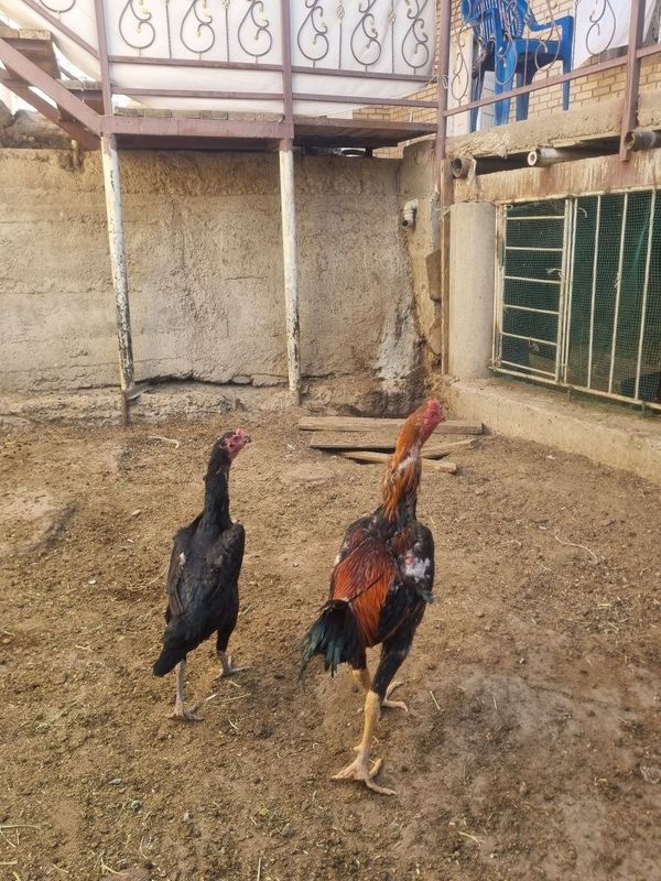 Kulangi xuroz mokyoni bilan Kulangi xuroz mokyoni bilan