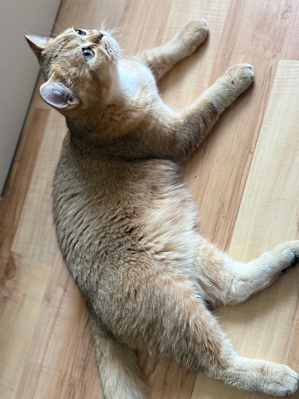 кот