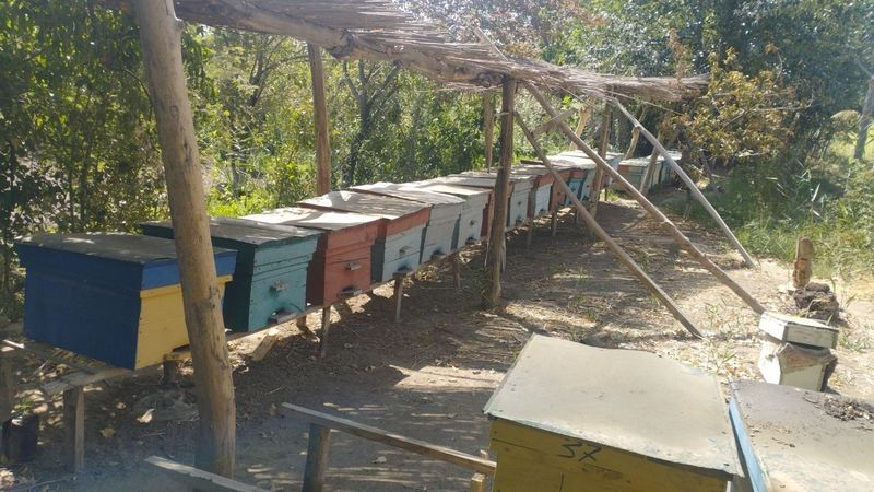 Асалари ва кутиси сотилади