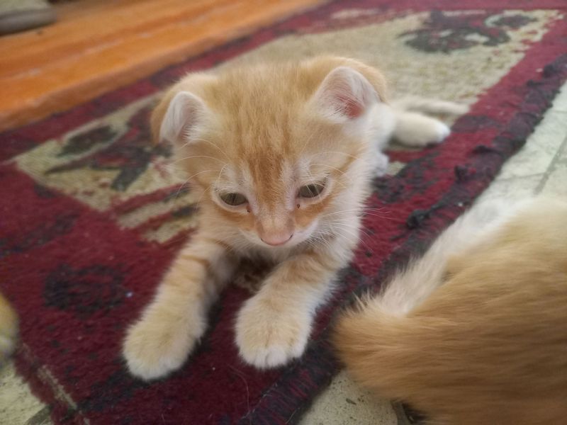kisa
