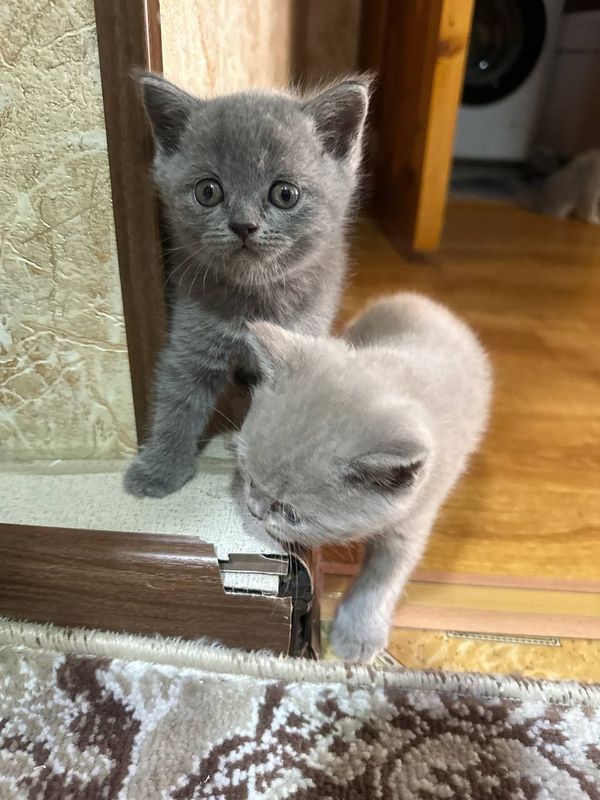 Мушкчалар сотилади