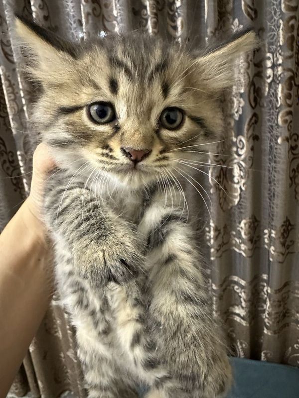 Котята бельгийский с рускоголубой