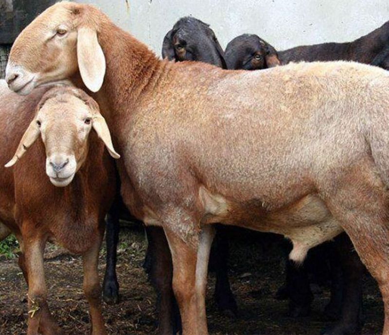 Qoʻchqarlar sotiladi yetilgan sfatiga jovob trik vazinga 1kg 70000 Qoʻchqarlar sotiladi yetilgan sfatiga jovob trik vazinga 1kg 70000